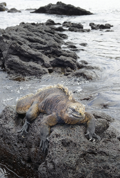 Marine Iguana Amblyrhynchus cristatus Urbina Bay Isabela Island Galapagos Islands Ecuador Digital Download