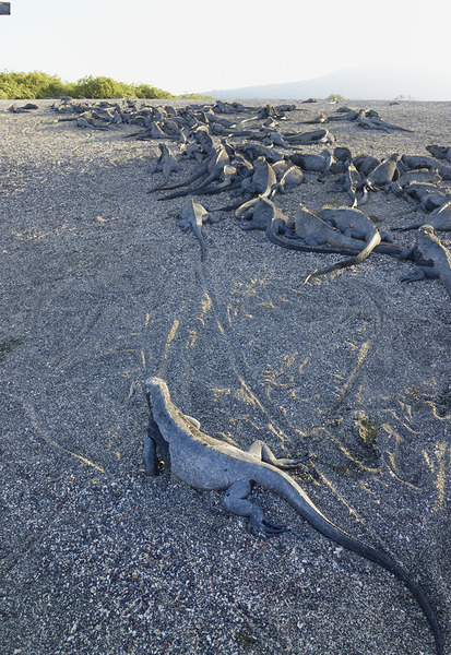 Group of Marine Iguanas on the sand. Punta Espinosa. Fernandina Island. Galapagos Islands. Ecuador Digital Download