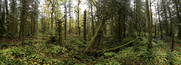 Lush Forest Digital Download