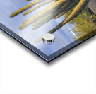 Organ Pipe Cactus Acrylic print