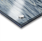 Brown Pelican  Acrylic print