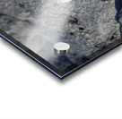 Marine Iguana Acrylic print