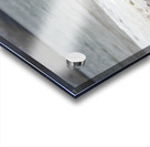 Galapagos sea lions Acrylic print