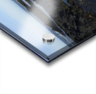 Sally Lightfoot crabs Acrylic print