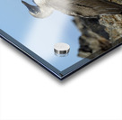 Blue-footed Booby Acrylic print