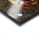 Sally Lightfoot crab Acrylic print