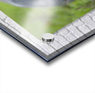 Galapagos giant tortoise Acrylic print