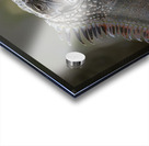 Green Iguana Acrylic print