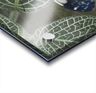 Hamadryas amphinome butterfly Acrylic print