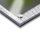 Heliconius Butterfly Acrylic print