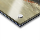 Green Iguana Acrylic print