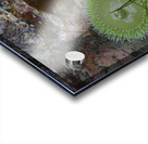 Anemones and eel grass in a tidepool Acrylic print