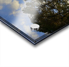 Gnarled trees at sunset Acrylic print