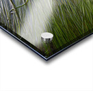 Eel grass in a tide pool Acrylic print