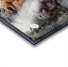 Sea stars on the rocks at Tonquin Beach Acrylic print