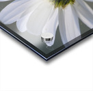 Daisy Cowichan Valley Vancouver Island British Columbia Canada Acrylic print