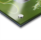 Chocolate Lily Fritillaria affinis Cowichan Valley Vancouver Island British Columbia Canada Acrylic print