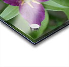 Western Trillium Trillium ovatum Cowichan Valley Vancouver Island British Columbia Canada Acrylic print