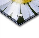 Daisy Cowichan Valley Vancouver Island British Columbia Canada Acrylic print