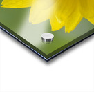 Deltoid Balsamroot Balsamorhiza deltoidea Cowichan Valley Vancouver Island British Columbia Canada Acrylic print