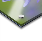 Common Camas Camassia quamash Cowichan Valley Vancouver Island British Columbia Canada Acrylic print