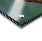 Salal Gaultheria shallon Cowichan Valley Vancouver Island British Columbia Canada Acrylic print