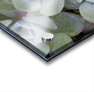 Broadleaf Stonecrop Collinsia parviflora Sedum spathulifolium Cowichan Valley Vancouver Island British Columbia Canada Acrylic print