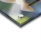 Mycena Mushroom Acrylic print