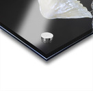 Small translucent mushroom on dead tree branch showing roots Acrylic print