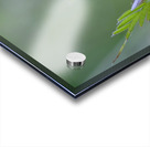 Purple wildflower Cowichan Valley Vancouver Island British Columbia Canada Acrylic print