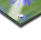 Common Camas Camassia quamash Cowichan Garry Oak Preserve Cowichan Valley Vancouver Island British Columbia. Acrylic print