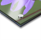 Shooting Star Dodecatheon pulchellum Cowichan Garry Oak Preserve Cowichan Valley Vancouver Island British Columbia. Acrylic print