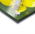 Buttercup Ranunculus Cowichan Valley Vancouver Island British Columbia Canada Acrylic print