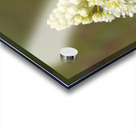 Death Camas or Meadow Death camas Zigadenus venenosus Cowichan Valley Vancouver Island British Columbia Canada Acrylic print