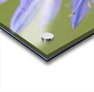 Common Camas Camassia quamash Cowichan Garry Oak Preserve Cowichan Valley Vancouver Island British Columbia. Acrylic print