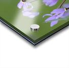 Shooting Star Dodecatheon pulchellum Cowichan Garry Oak Preserve Cowichan Valley Vancouver Island British Columbia. Acrylic print