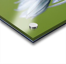 Common Camas Camassia quamash Cowichan Garry Oak Preserve Cowichan Valley Vancouver Island British Columbia. Acrylic print