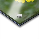 Deltoid Balsamroot Balsamorhiza deltoidea Cowichan Valley Vancouver Island British Columbia Canada Acrylic print