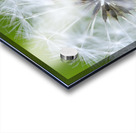 Dandelion Cowichan Valley Vancouver Island British Columbia Canada Acrylic print