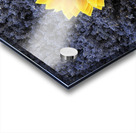 Dried sunflower with lavender flowers Acrylic print