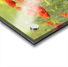 Wild poppies in Lourmarin Acrylic print