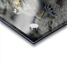 Marine Iguanas Amblyrhynchus cristatus Urbina Bay Isabela Island Galapagos Islands Ecuador Acrylic print