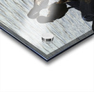 Flightless Cormorants Phalacrocorax harrisi stretching their wings Punta Espinosa Fernandina Island Galapagos Islands Ecuador Acrylic print