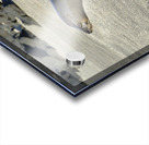 Galapagos sea lion male charging Punta Espinosa Fernandina Island Galapagos Islands Ecuador Acrylic print