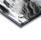 Marine Iguana Amblyrhynchus cristatus Urbina Bay Isabela Island Galapagos Islands Ecuador Acrylic print