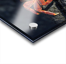 Sally Lightfoot crab Grapsus grapsus on black lava Punta Espinosa Fernandina Island Galapagos  Islands Ecuador Acrylic print