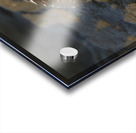 Galapagos Hawk Buteo galapagoensis eating a marine iguana Punta Espinosa Fernandina Island Galapagos Islands Ecuador
 Acrylic print