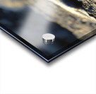 Marine Iguana at sunset Amblyrhynchus cristatus Punta Espinosa Fernandina Island Galapagos Islands Ecuador Acrylic print