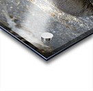 Galapagos sea lion Zalophus californianus wollebaeki juvenile Punta Espinosa Fernandina Island Galapagos Islands Ecuador
 Acrylic print