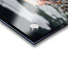 Sally Lightfoot crab Grapsus grapsus Urbina Bay Isabela Island Galapagos Islands Ecuador Acrylic print